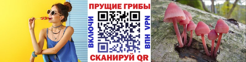 Галлюциногенные грибы GOLDEN TEACHER  ОМГ ОМГ зеркало  Снежногорск  наркошоп 